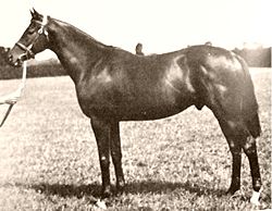 Bois Roussel - French Stallion